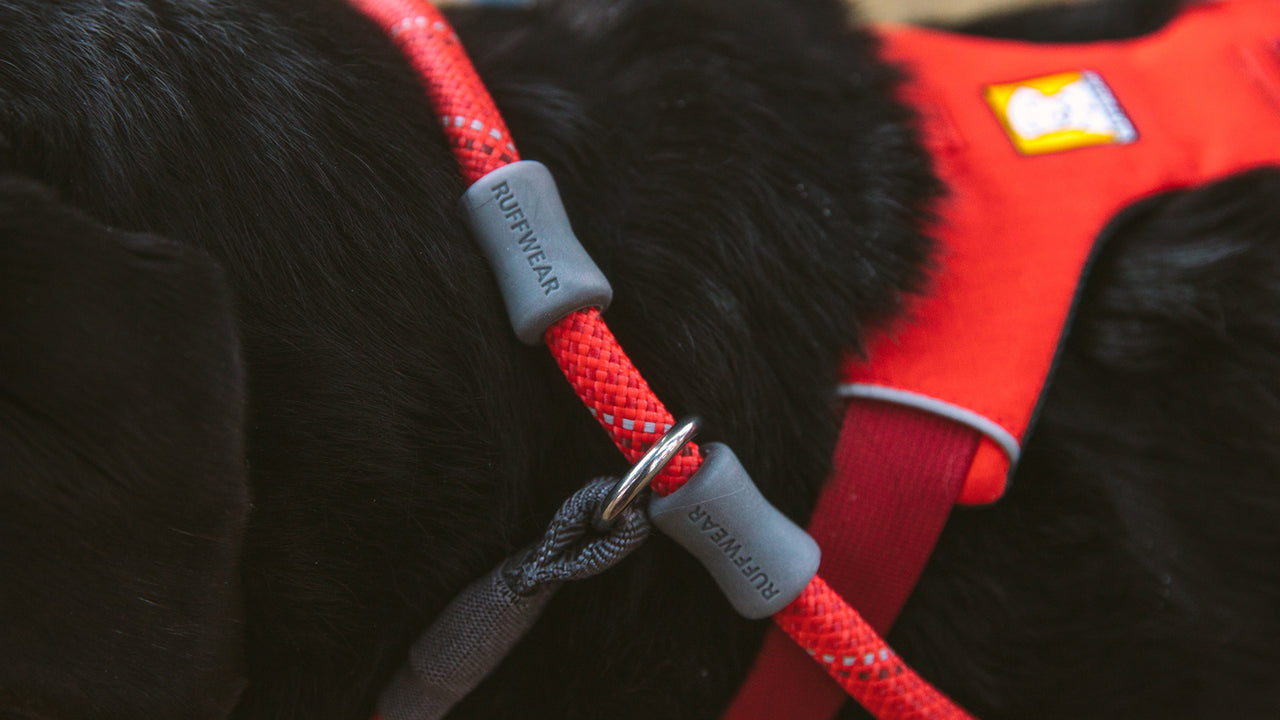 Just-a-Cinch™ Dog Leash, Slip Lead for Dogs