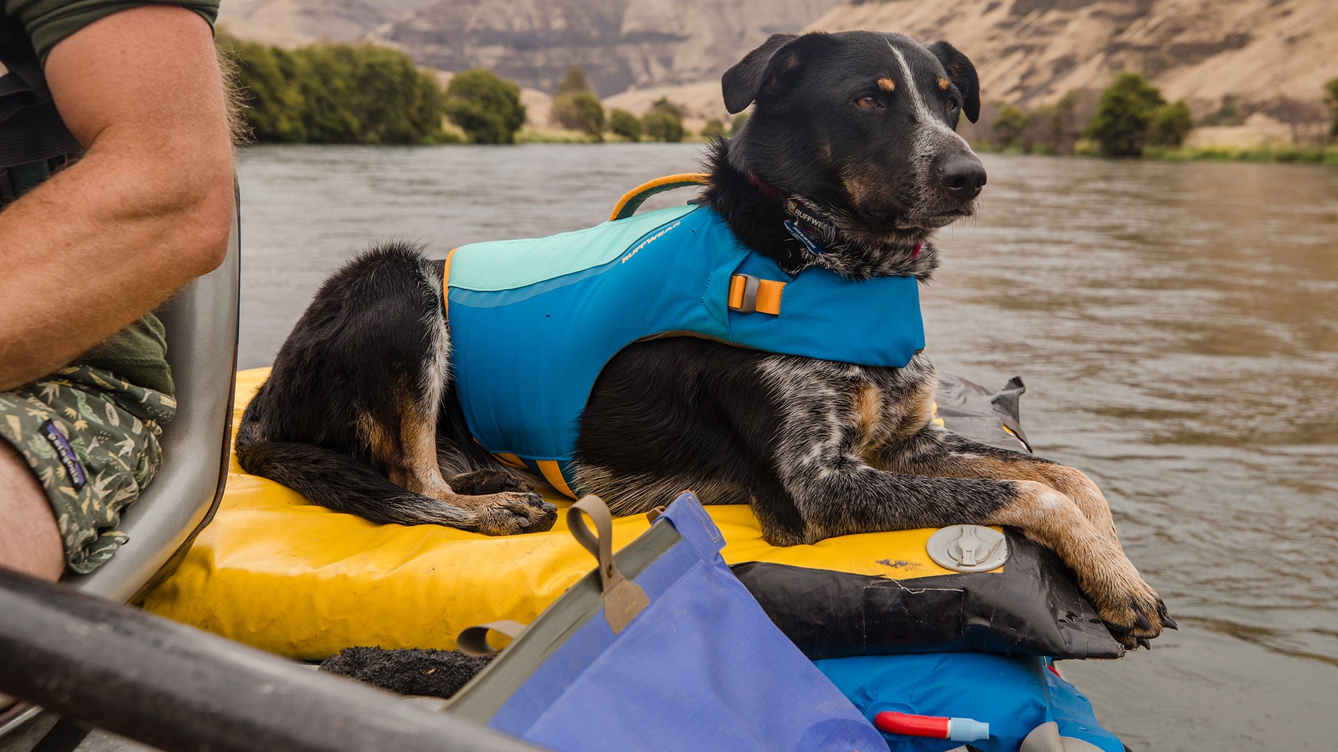 Life jackets store for large dogs