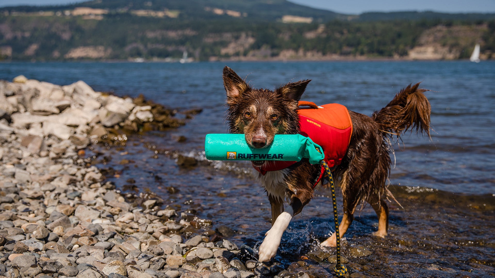 Dog toys that float in water hotsell