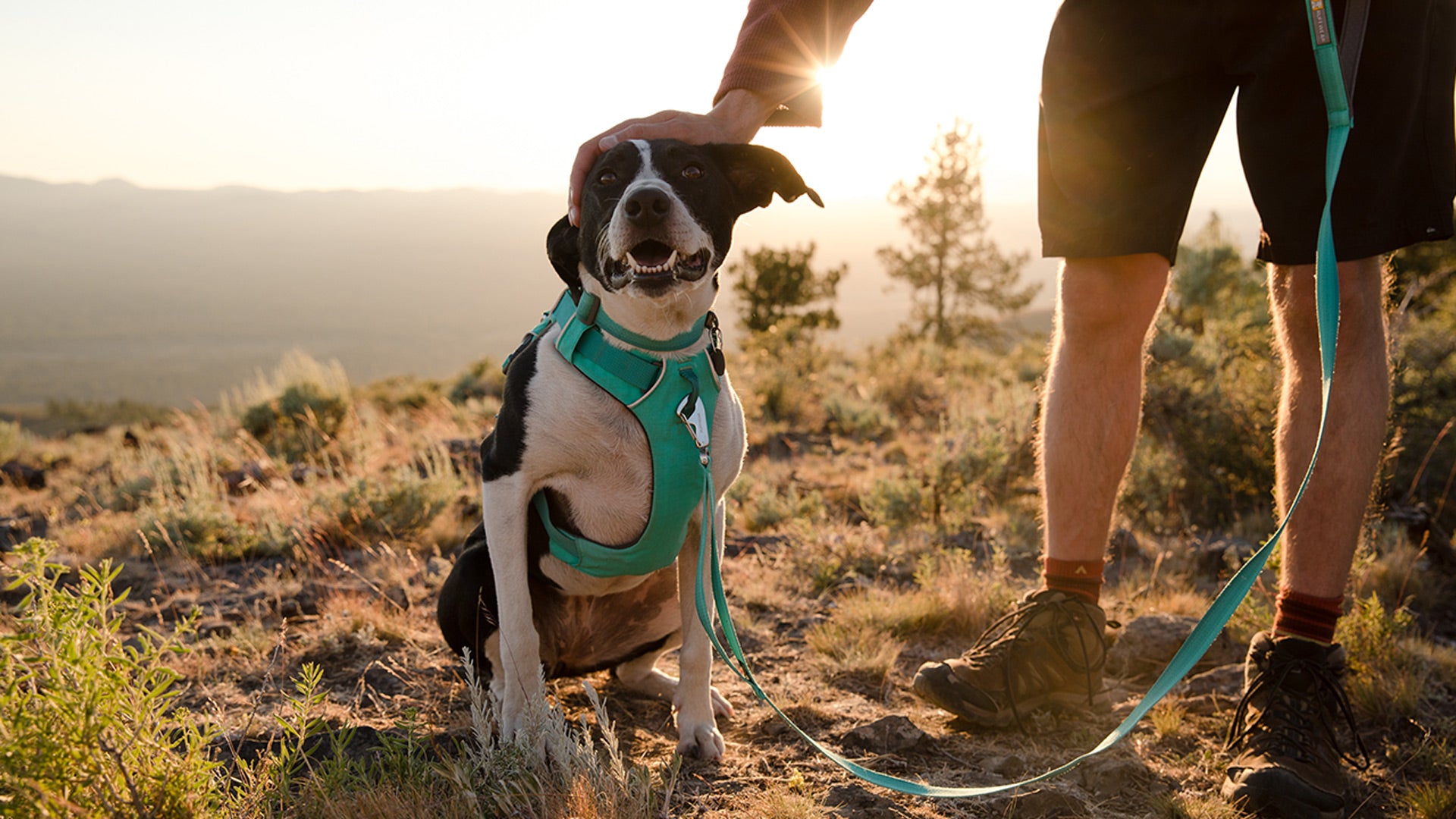 Dog harness with leash best sale in front