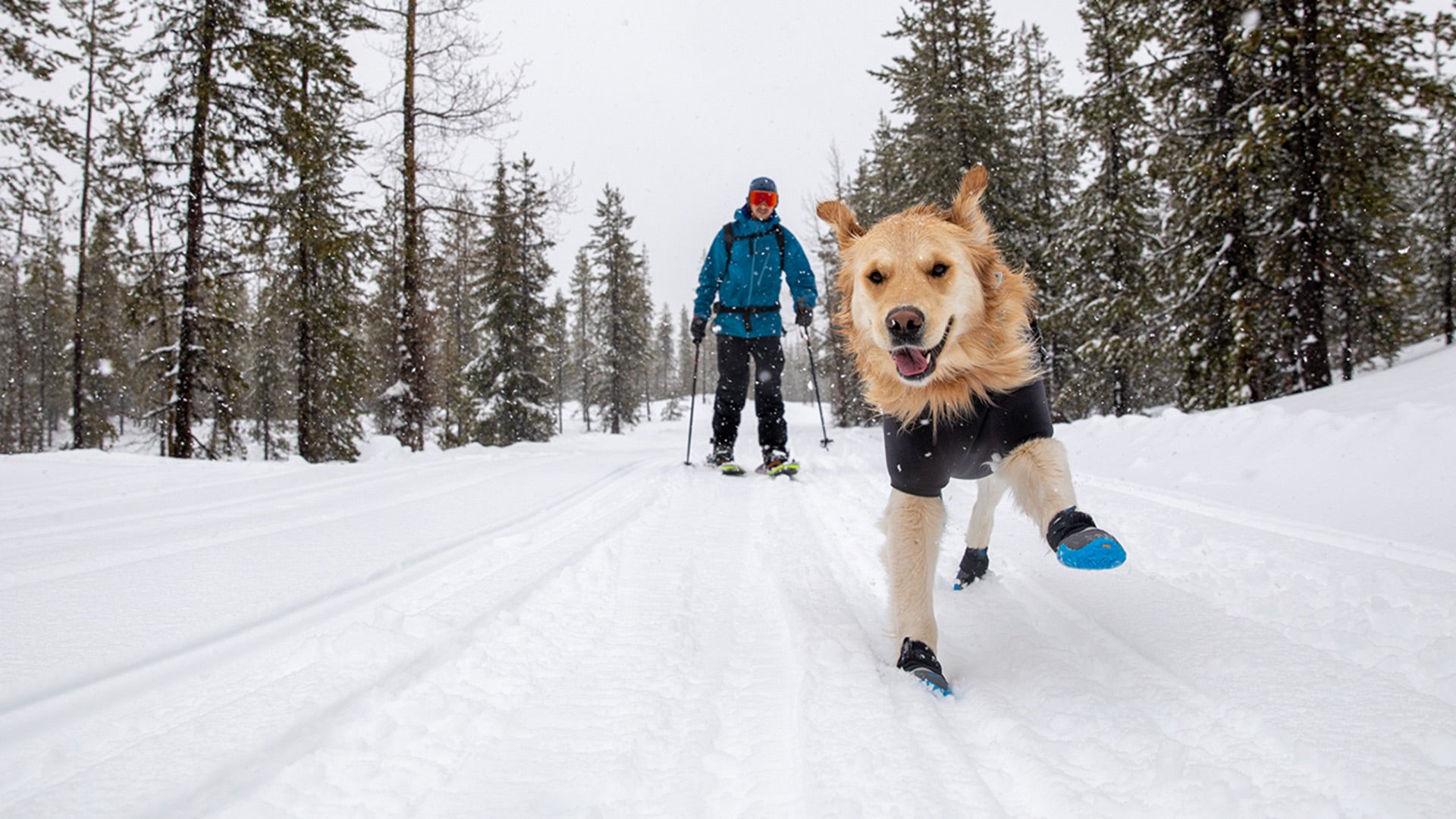 Large dog clearance snow shoes