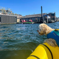 Dog wearing a Float Coat life jacket in a raft in Portland