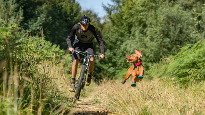 Gear For Biking With Dogs Cycling With Dogs Bikejoring with Dogs Ruffwear