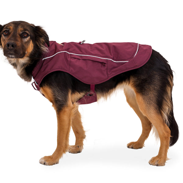 Studio shot of dog in purple overcoat fuse.