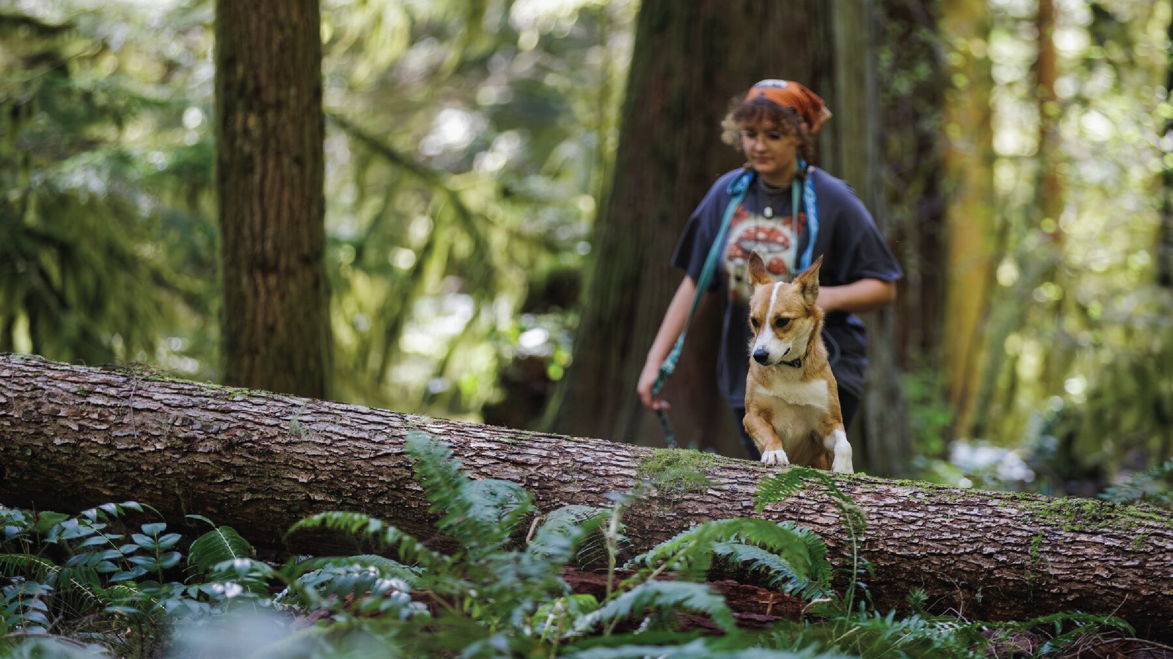 Hi & Light™ Lightweight Dog Harness | Ruffwear