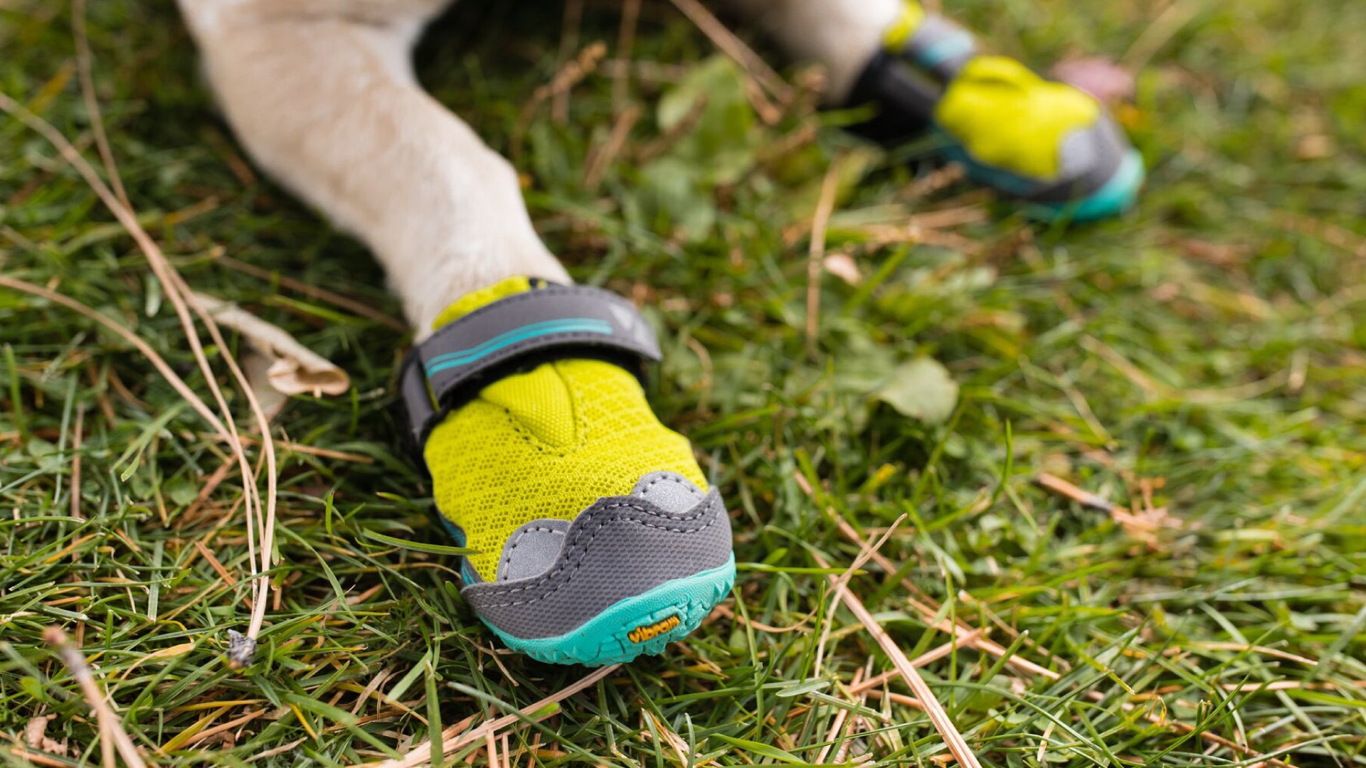 Dog shoes shop with grip