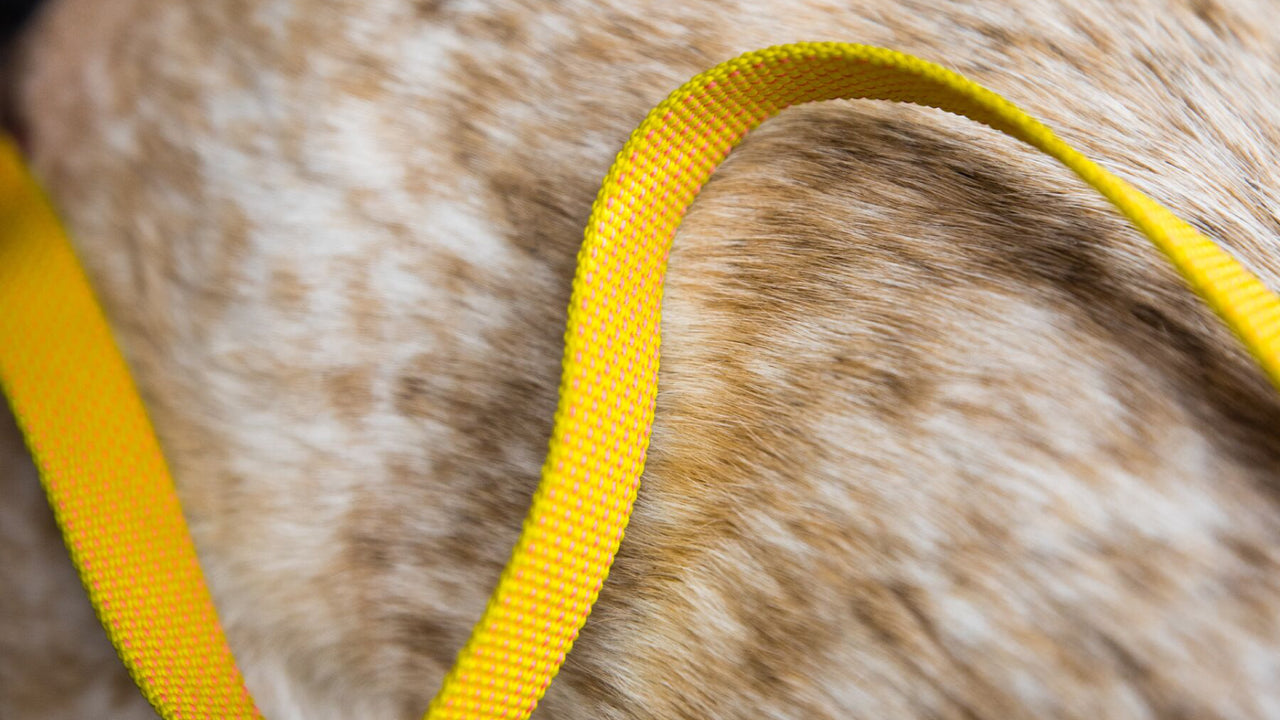 LIGHT & STRONG WEBBING