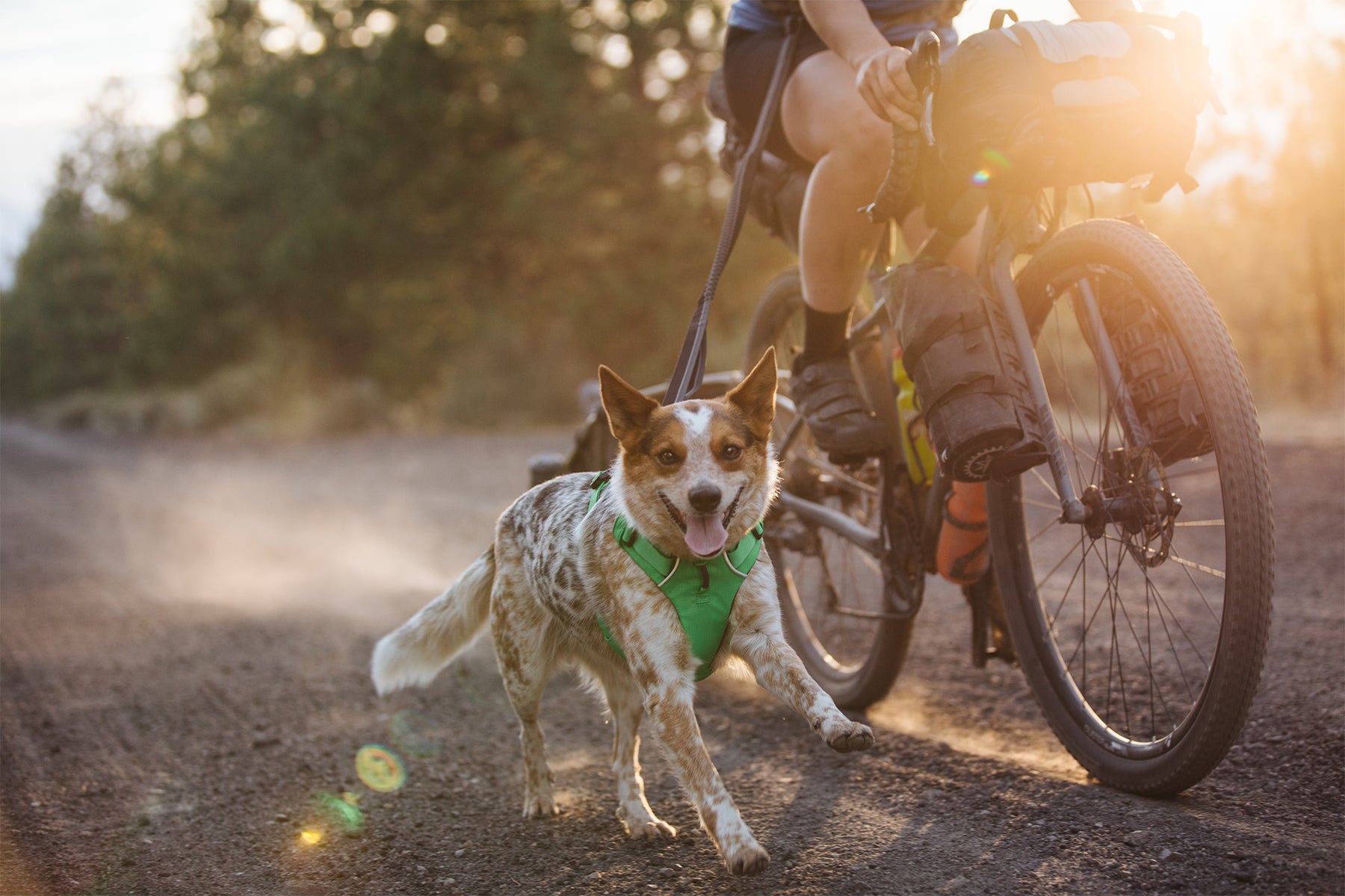 Gear For Biking With Dogs Cycling With Dogs Bikejoring with Dogs Ruffwear