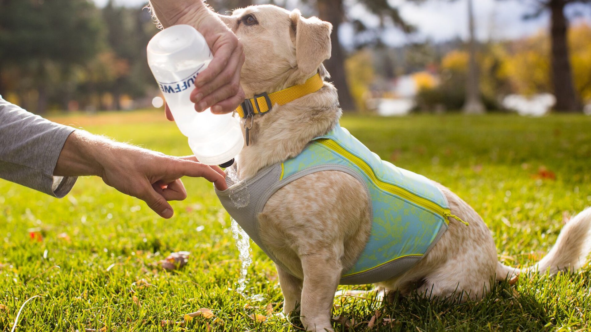 Swamp Cooler Zip Cooling Dog Vest Ruffwear