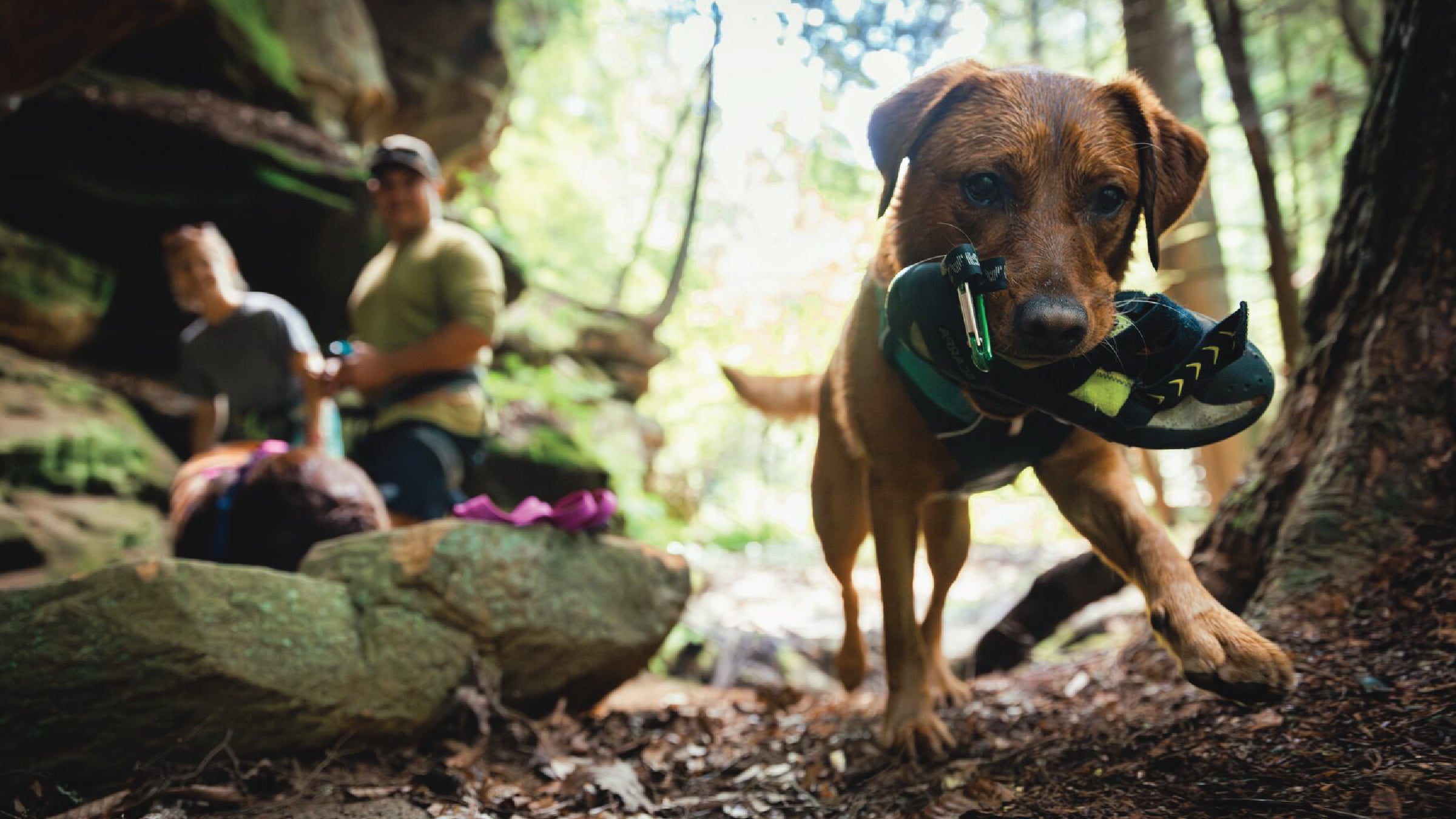 BackTrak Dog Sling Carrier Evacuation Kit Ruffwear