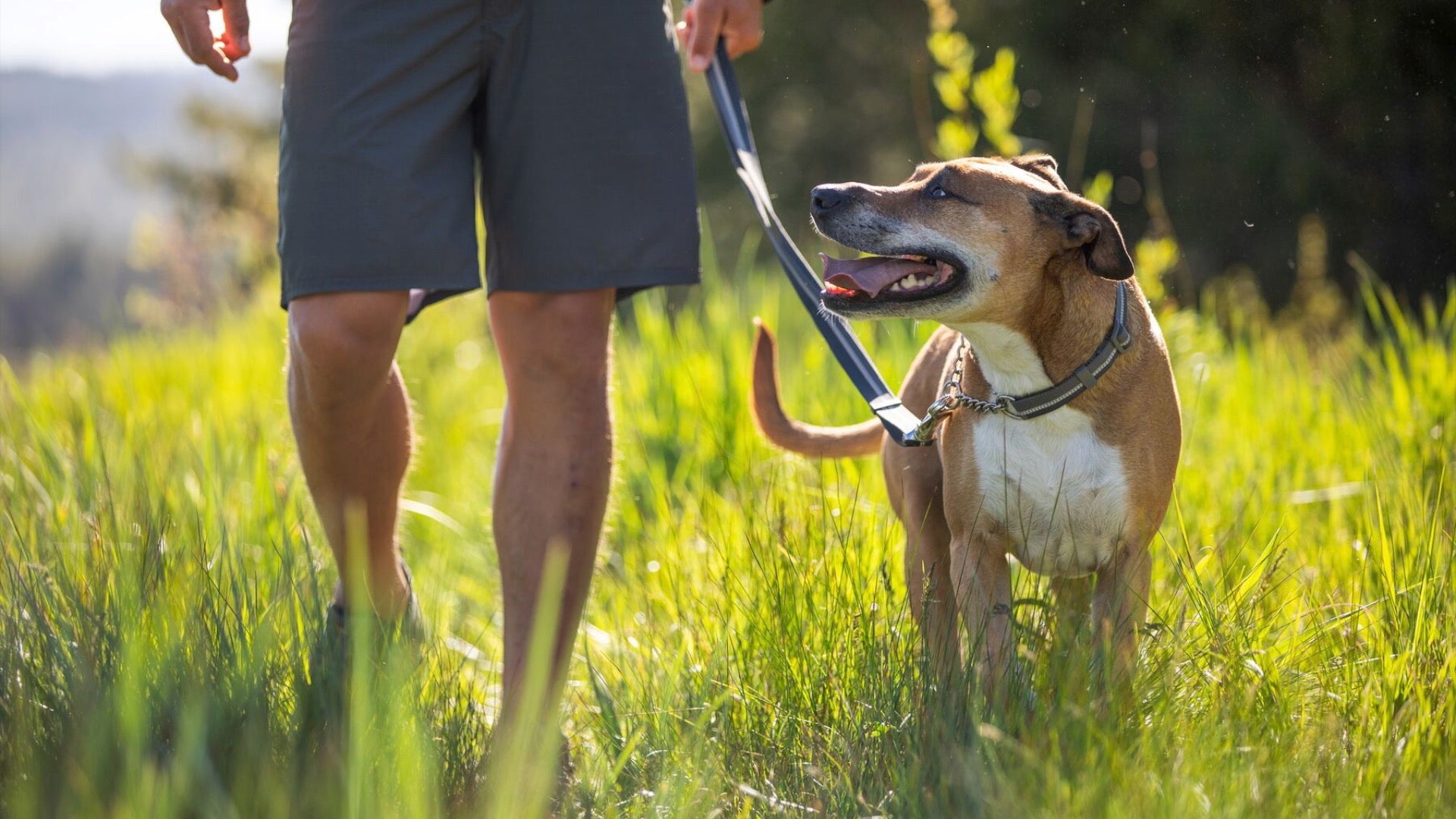 Man in dog outlet collar