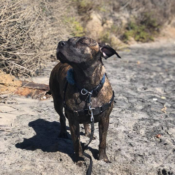 RAD Dog Adoption Program | Connecting active dogs with active people ...