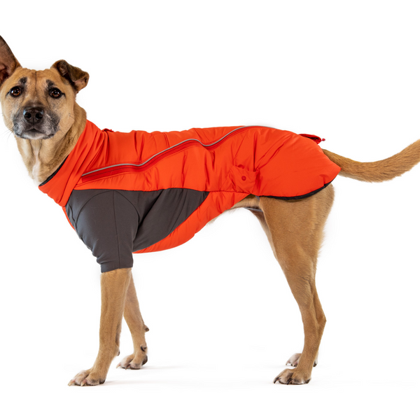 Studio shot of dog in furness dog parka / snow jacket.