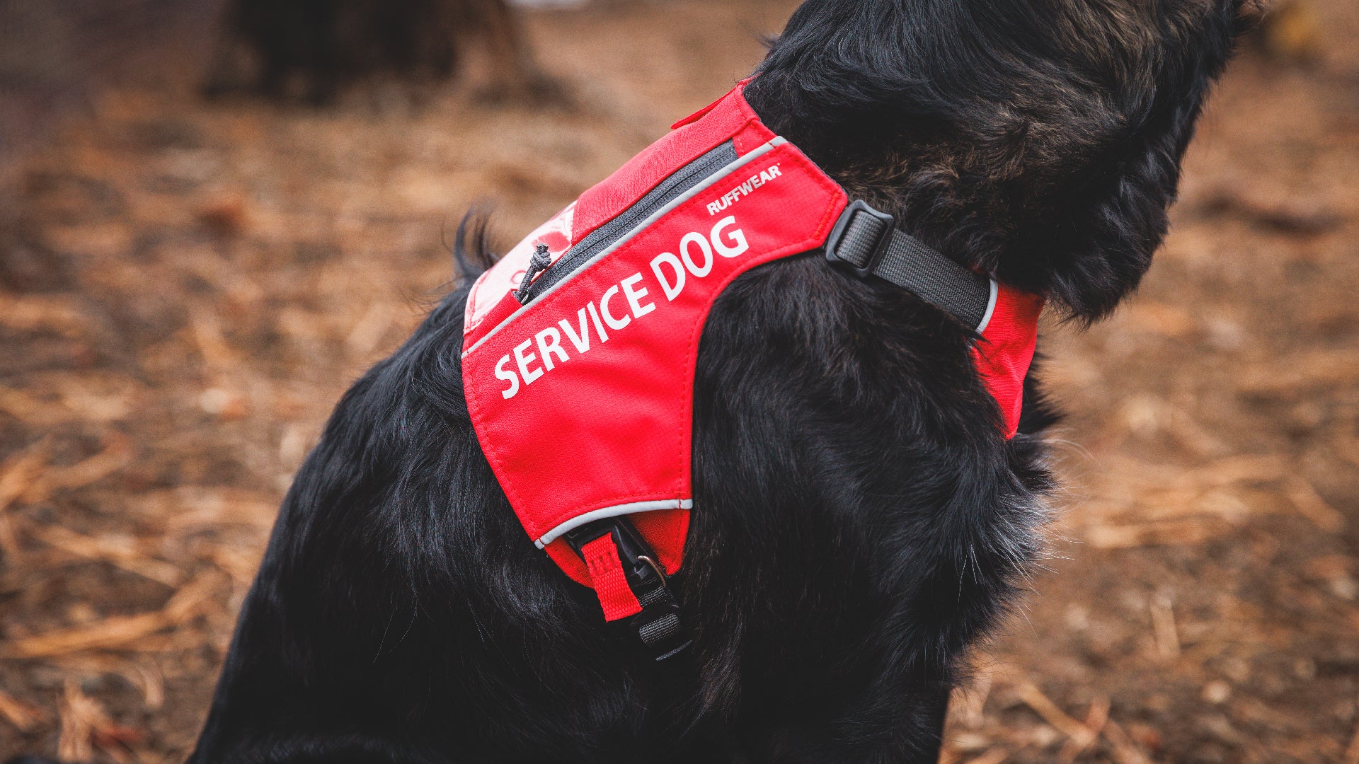 Access ID Service Dog Vest Ruffwear