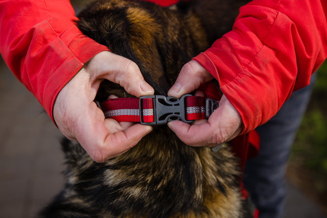 Person buckling collar onto dog.