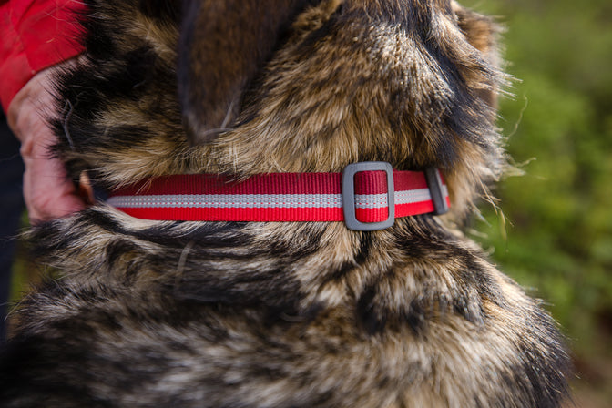 Reflective webbing on dog.