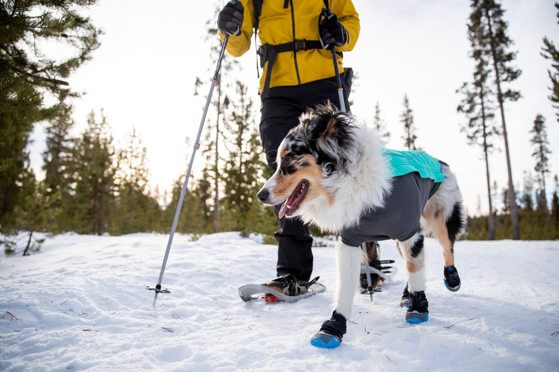 Dog in snow clearance boots