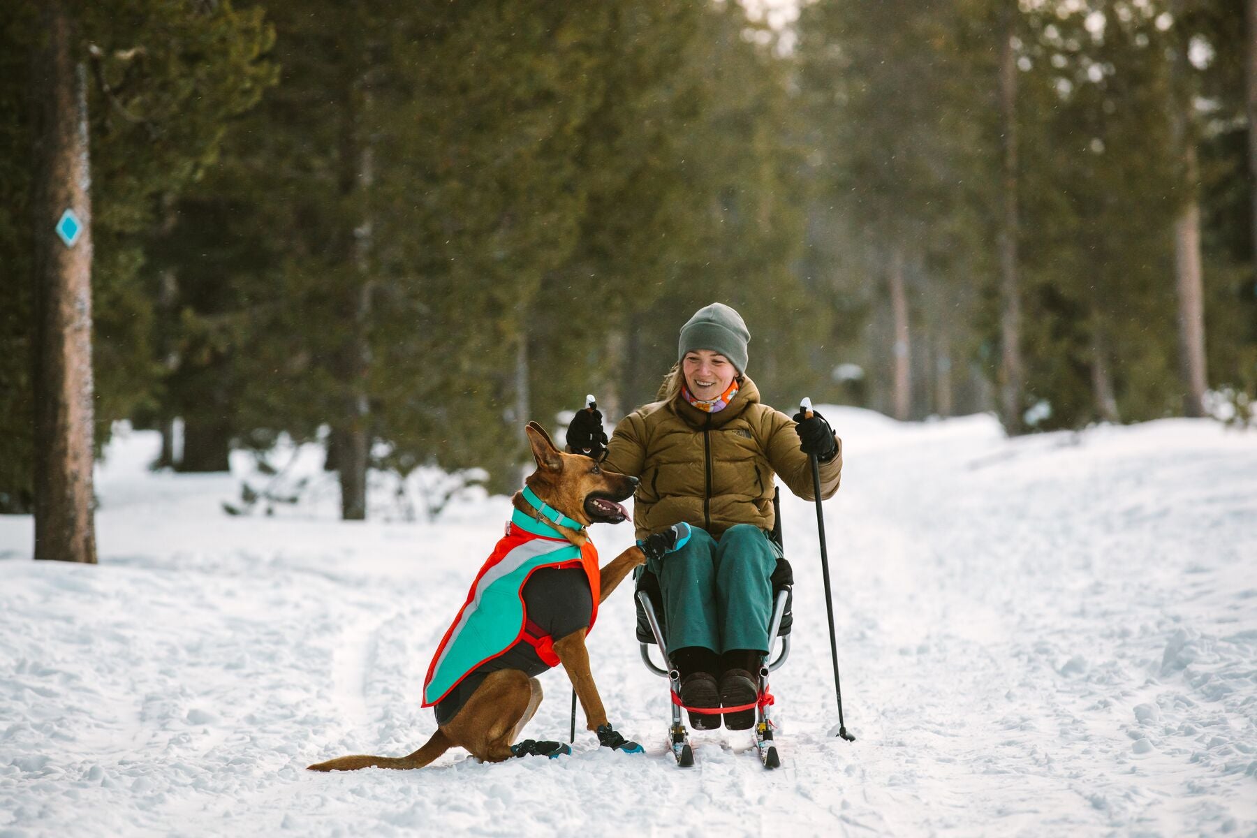 Dog cold weather gear best sale