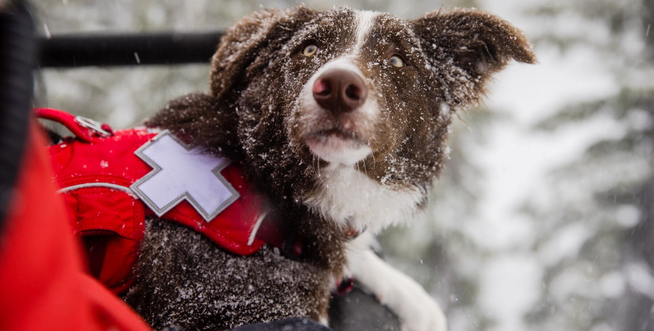 Avalanche dog looks up at ski patroller handler while riding chairlift on snowy day.