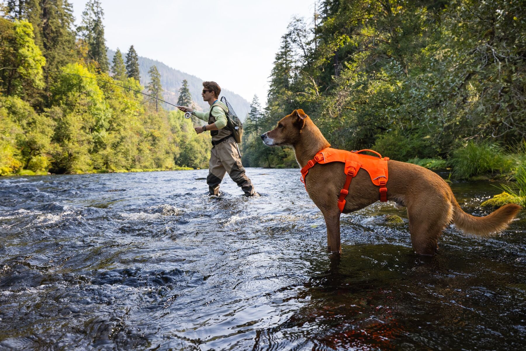 Web Master™ Dog Harness with Handle | Ruffwear