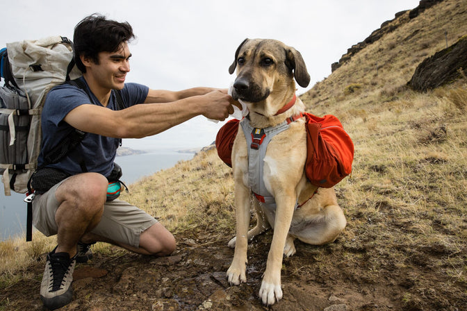 Bark & Backpack: The Ultimate Guide to Essential Dog Camping Accessories -  Doobert Bark & Backpack: The Ultimate Guide to Essential Dog Camping  Accessories