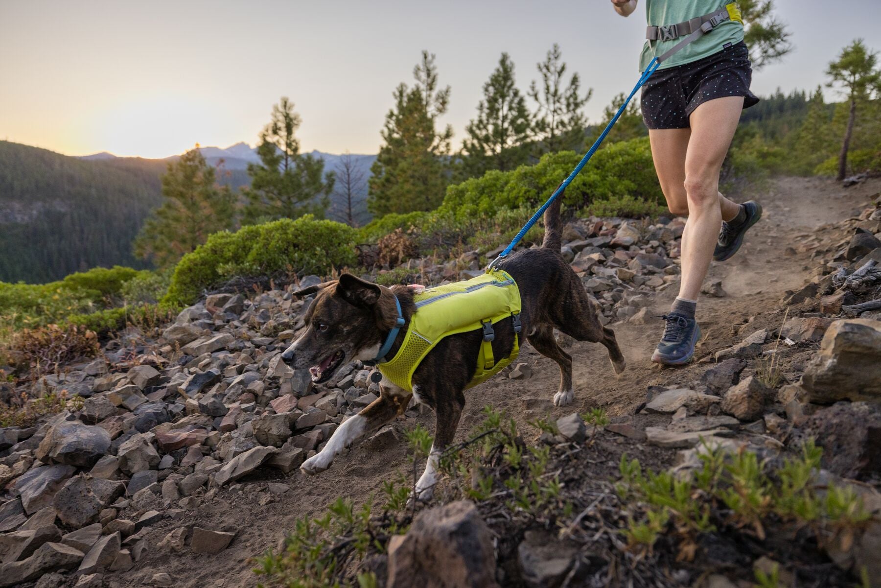 Dog running accessories hot sale