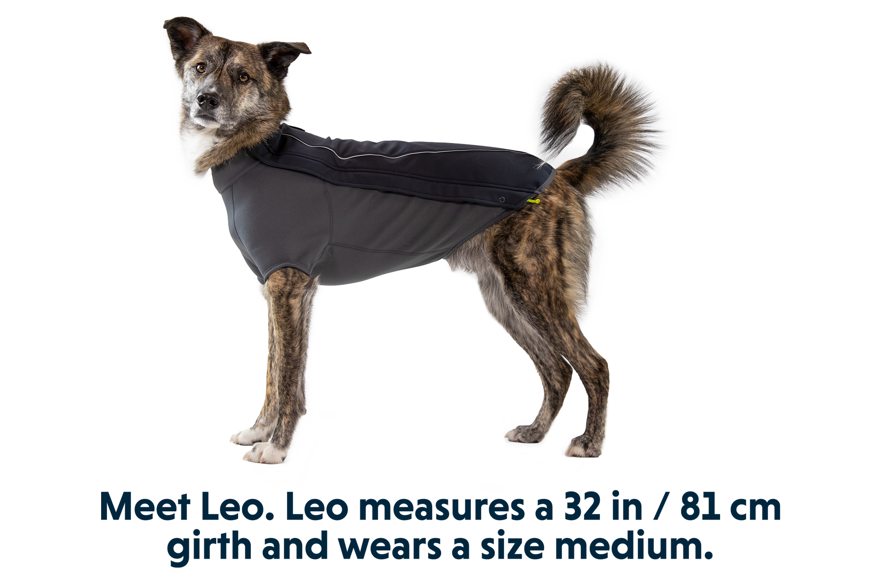 Cloud chaser dog jacket online