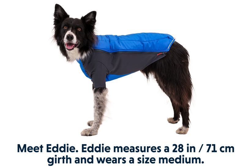 Vanguard powder for dogs hotsell