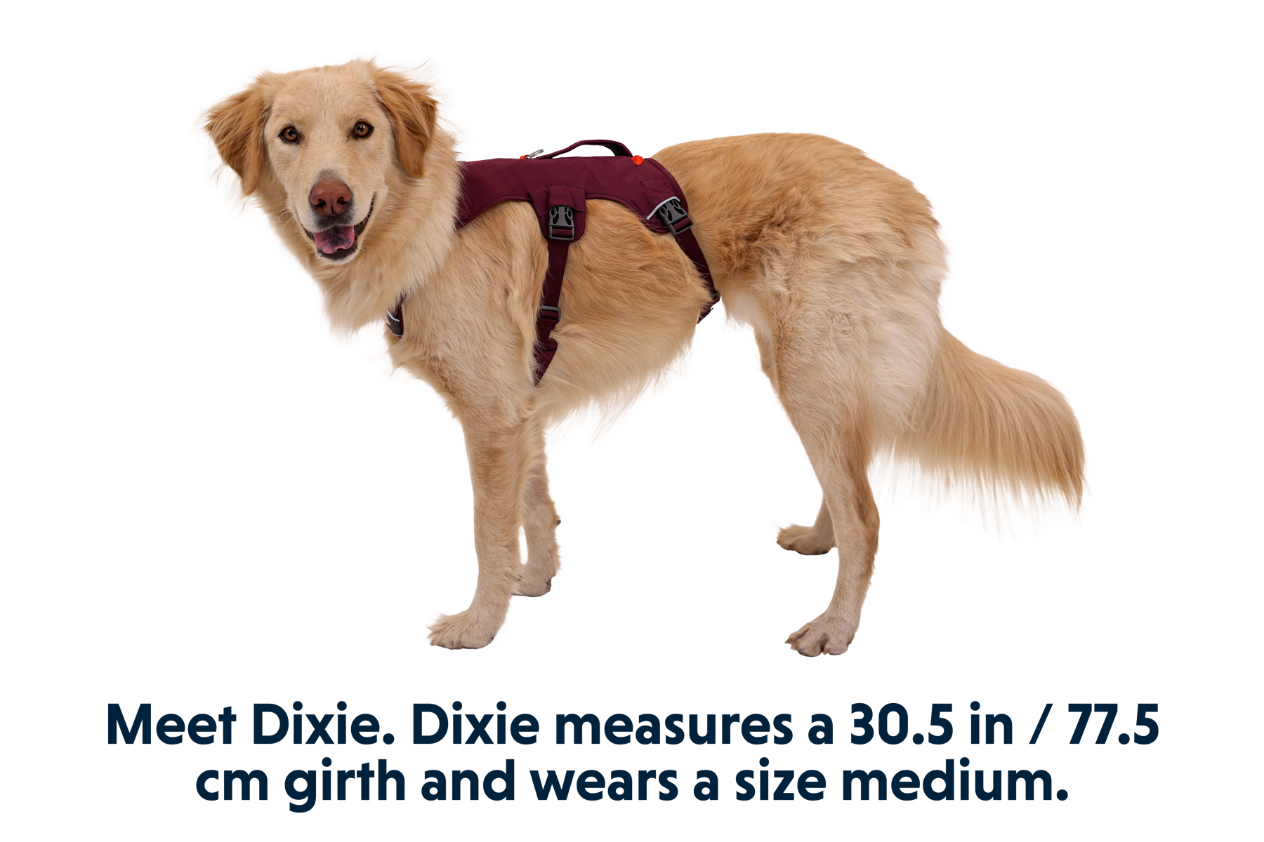 Ruffwear webmaster top