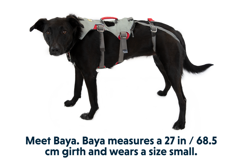 Ruffwear small dog hot sale harness