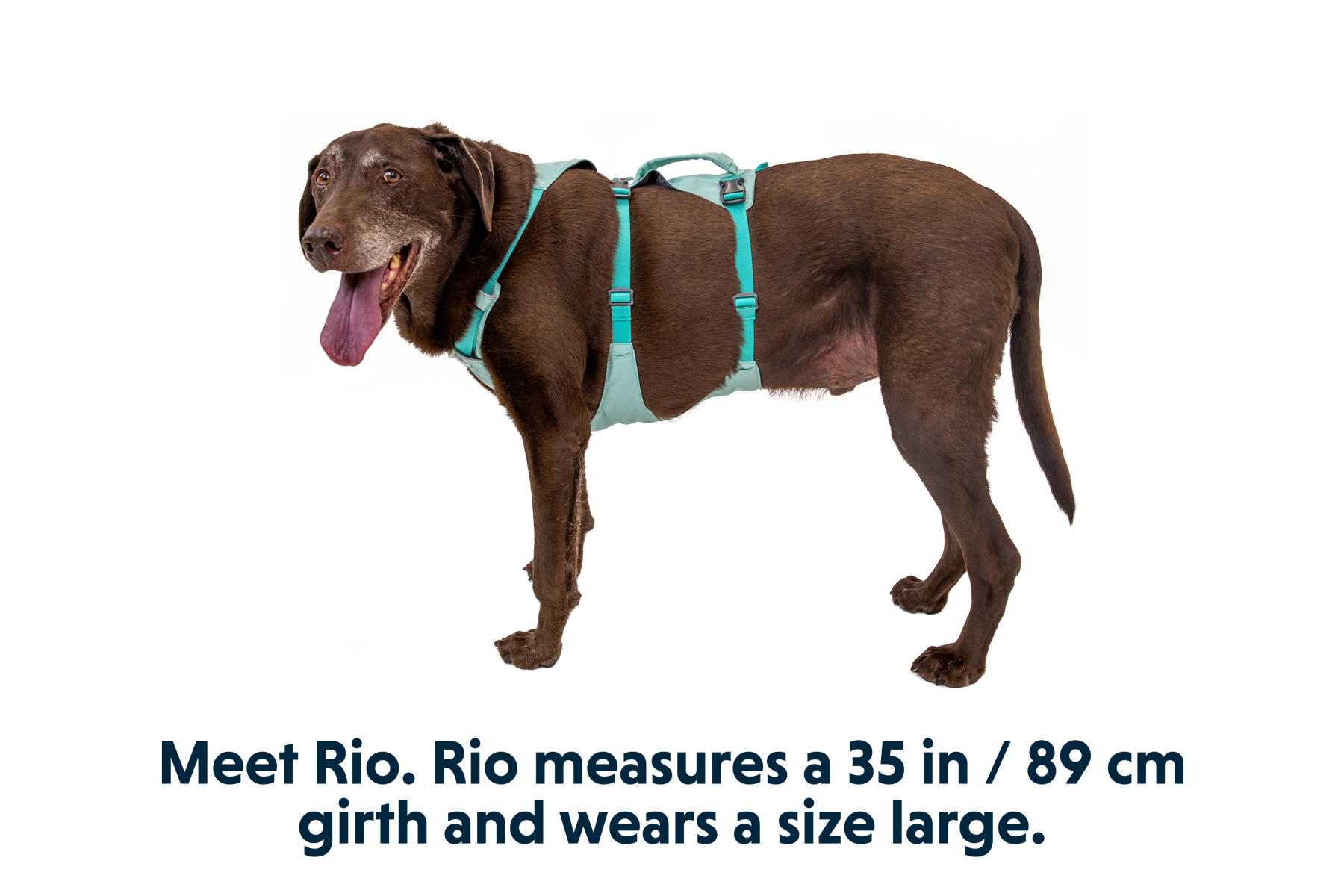 Dog harness with carry handle best sale