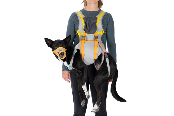 Dog carrier for running cheap